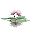 🪷