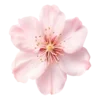 🌸