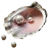 🐚