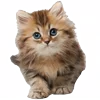 🐱