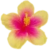🌺