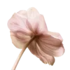 🌸