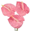 🌸