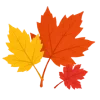 🍁