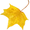 🍁