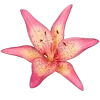 🌸