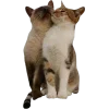 🐱