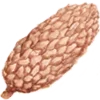 🌰