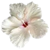 🌺