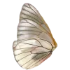 🦋