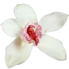 🌸