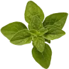 🌱