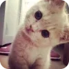 🐱