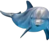 🐬