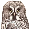 🦉
