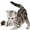 🐈‍⬛