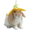 🐰