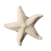 ⭐️