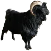🐐