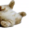 🐈