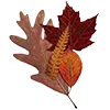 🍁