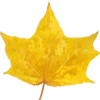 🍁