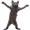 😹