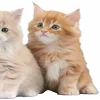 🐈