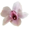 🌸