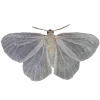 🦋