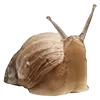 🐌