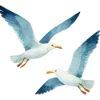 🕊️