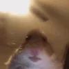 🐹