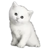 🐱