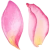 🌸