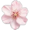 🌸