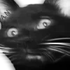 🐈‍⬛