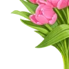 🌷