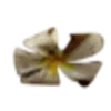 🌺