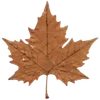 🍁