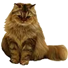 🐈
