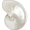 🐚