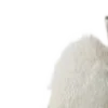 🐱