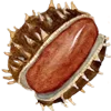 🌰