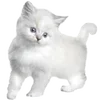 🐱