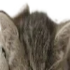 🐱