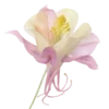 🌷