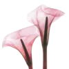 🌷