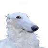 ❕