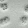 🐾